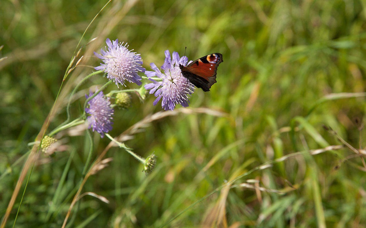 Peacock butterfly on Field Scabious. Photograph: Huw Morgan