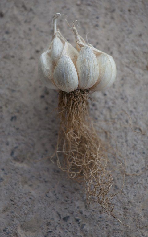 Garlic 'Sprint'. Image: Huw Morgan