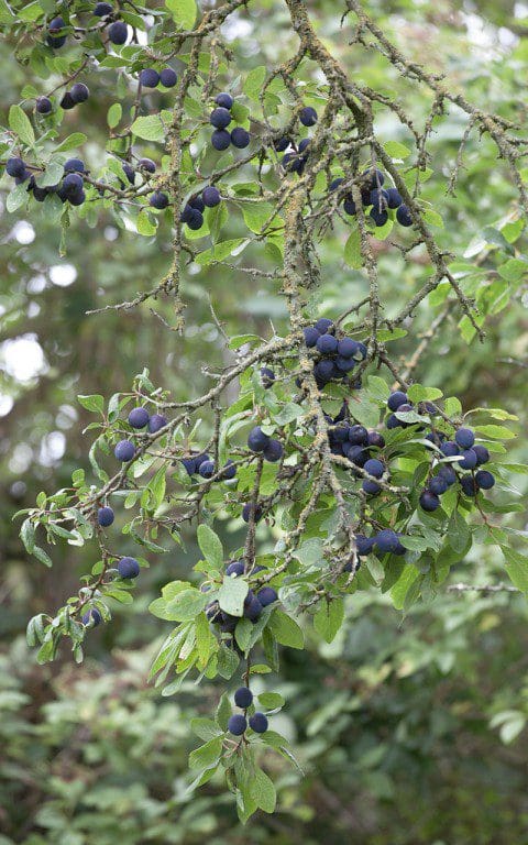 Black bullace. Photo: Huw Morgan