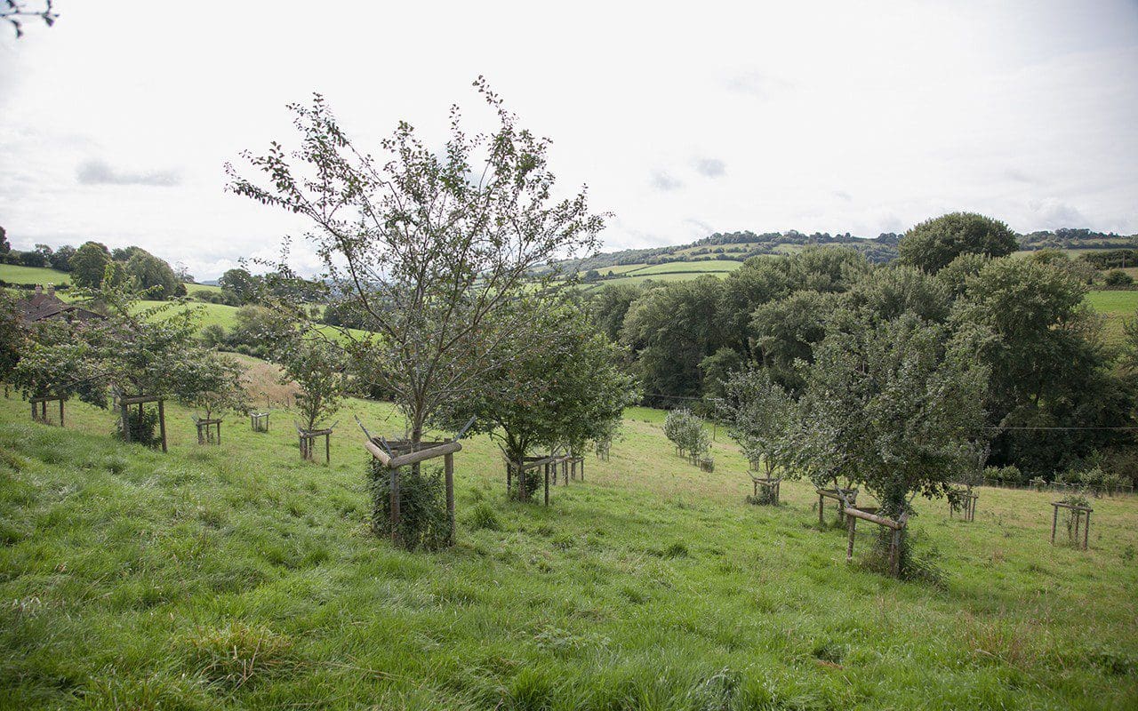 Dan Pearson's Plum Orchard. Photograph: Huw Morgan