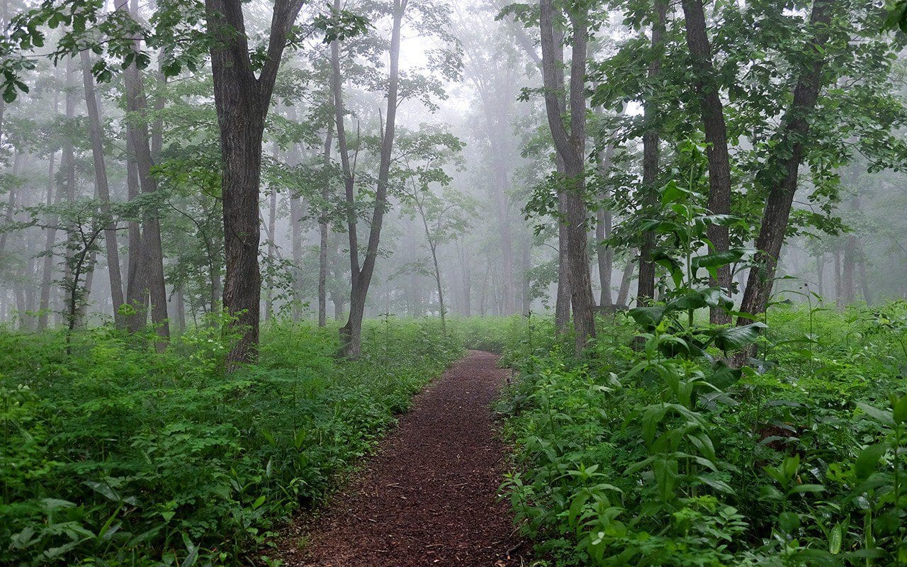 The Entrance Forest at the Tokachi Millennium Forest. Photo: Kiichi Noro