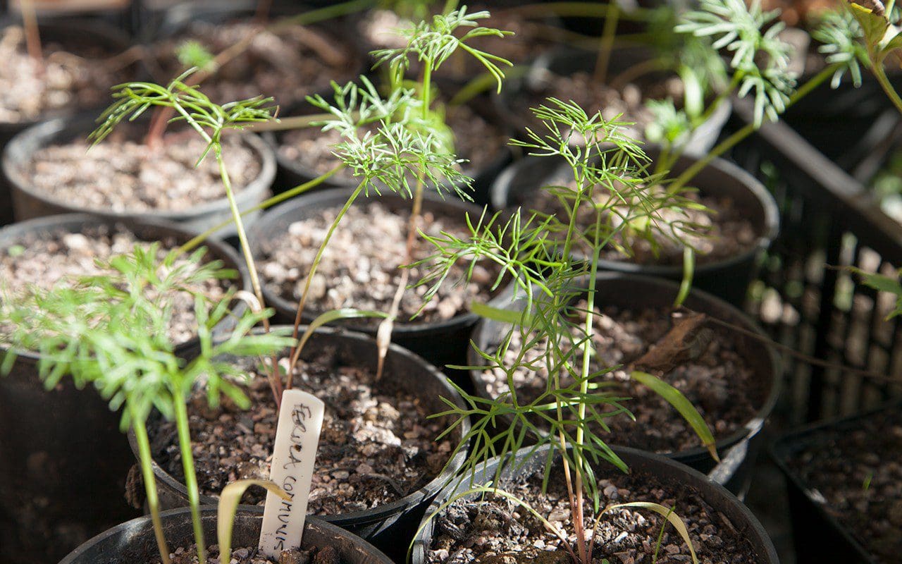 Seedlings of Ferula communis. Photo: Huw Morgan