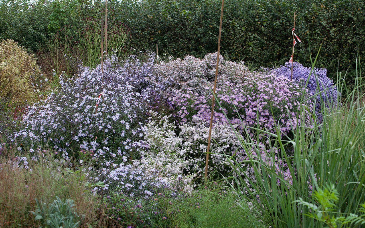 The aster trial bed in Dan Pearson's Somerset garden. Photo: Huw Morgan