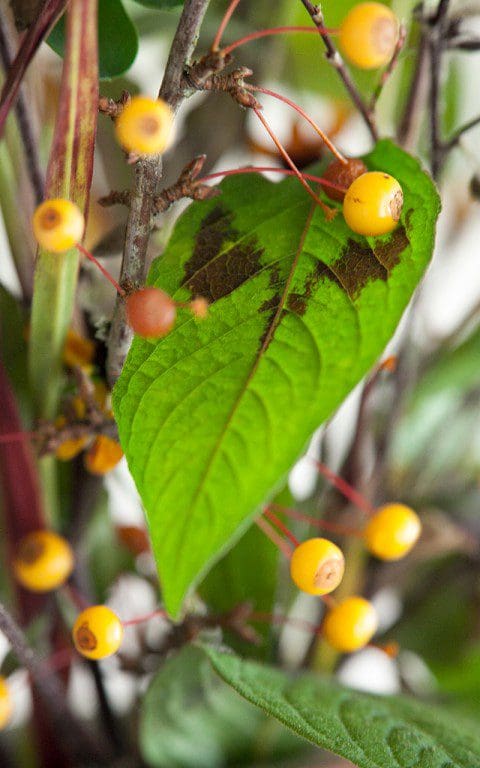 Foliage of Persicaria virginiana var. filiformis . Photo: Huw Morgan