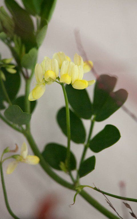 Coronilla valentina subsp. glauca 'Citrina'. Photo: Huw Morgan