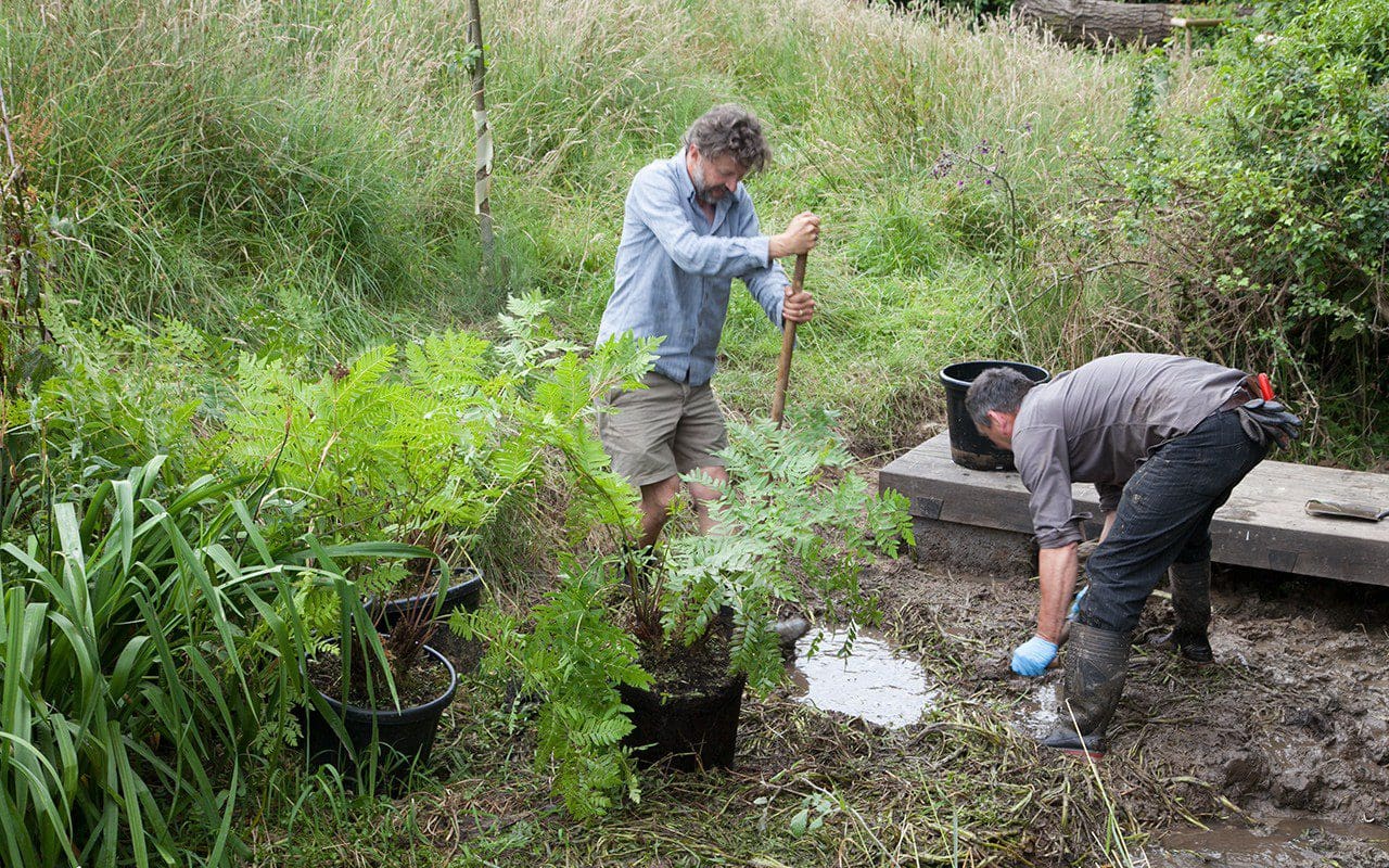 Dan Pearson planting Osmunda regalis on his Somerset property. Photo: Huw Morgan