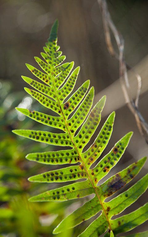  Polydpodium vulgare - Polypdy. Photo: Huw Morgan