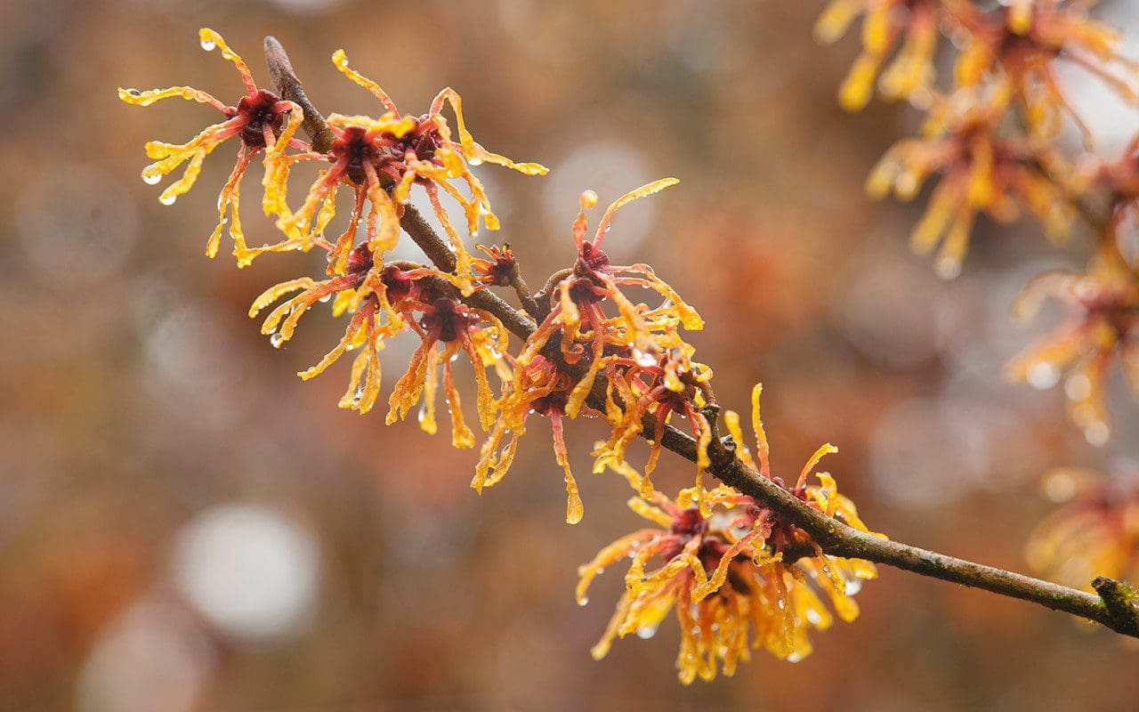Hamamelis x intermedia 'Aphrodite'. Photo: Huw Morgan