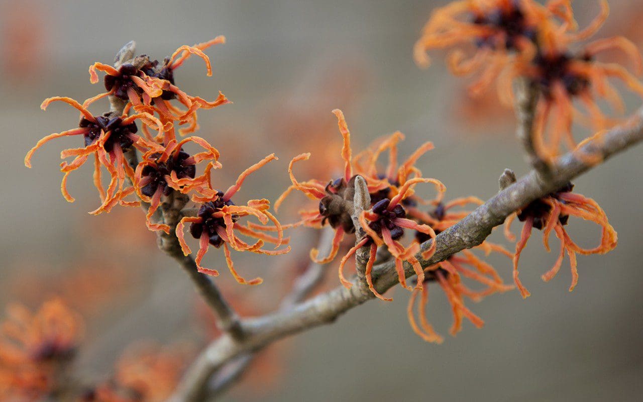 Hamamelis x intermedia 'Gingerbread'. Photo: Huw Morgan