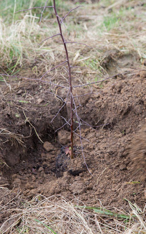 A seedling crabapple being planted at Dan Pearson's Somerset property. Photo: Huw Morgan