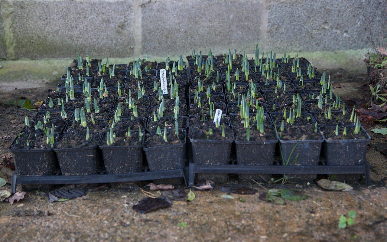 Narcissus waiting to be planted out at Dan Pearson's Somerset property.  Photo: Huw Morgan 