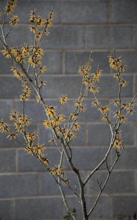 Hamamelis x intermedia 'Barmstedt Gold'. Photo: Huw Morgan