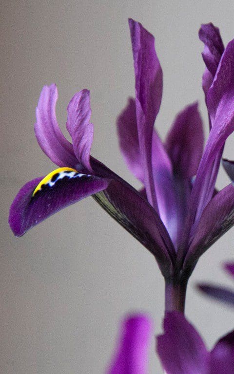 Iris histrioides 'George'. Photo: Huw Morgan