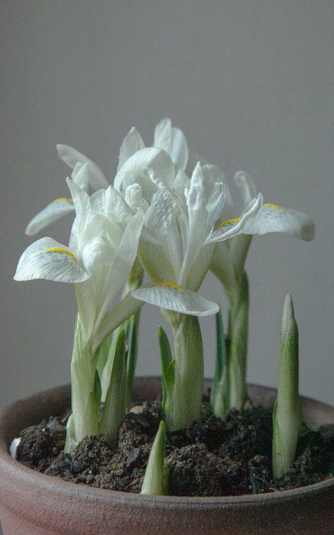 Iris 'Finola'. Photo: Huw Morgan