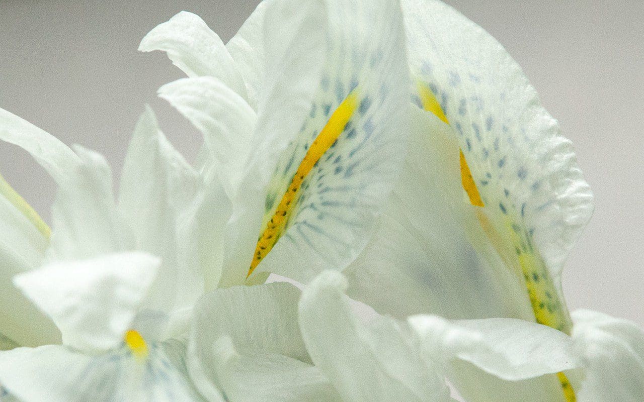 Iris histrioides 'Finola'. Photo: Huw Morgan