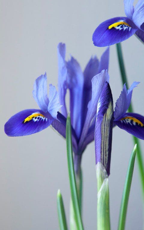 Iris reticulata 'Harmony'. Photo: Huw Morgan