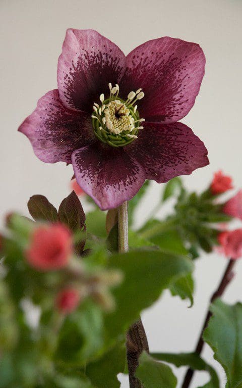 Helleborus x hybridus Single Pink Shades Blotched. Photo: Huw Morgan