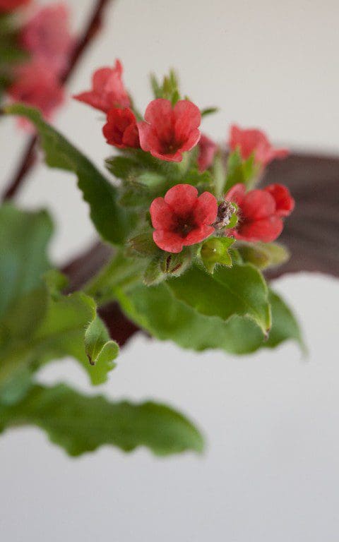 Pulmonaria rubra. Photo: Huw Morgan