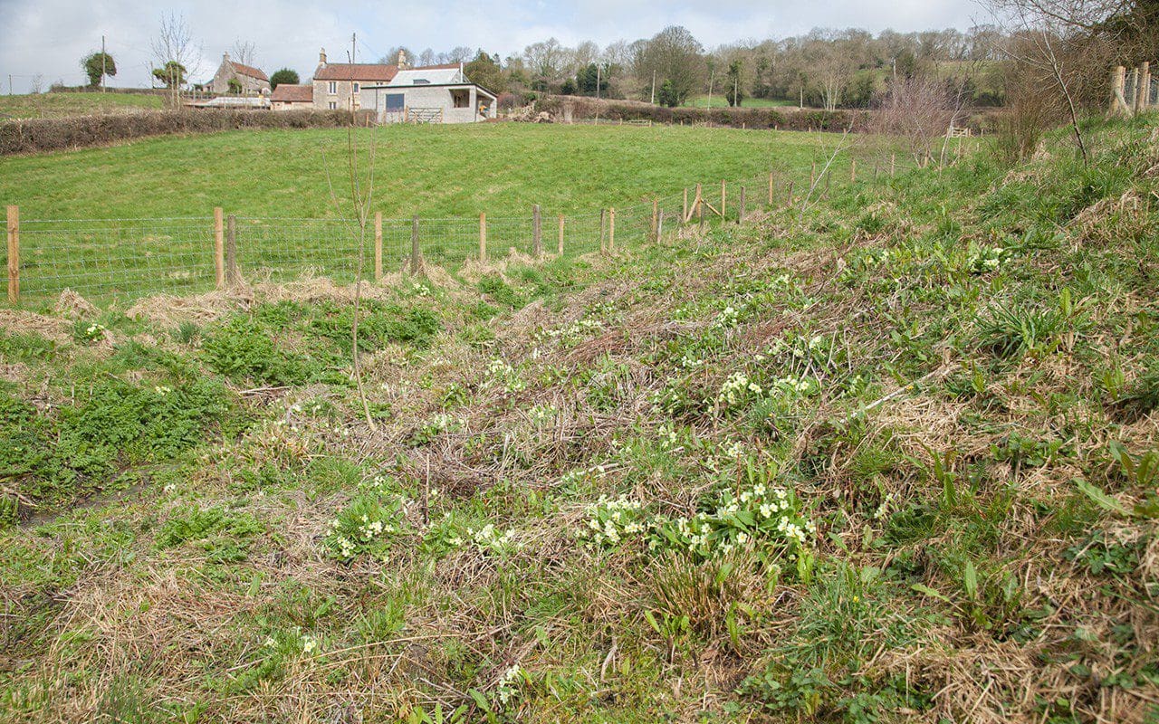 Primroses on the banks above the ditch on Dan Pearson's Somerset property. Photo: Huw Morgan