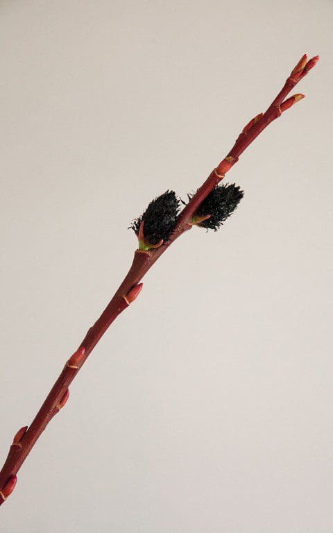 Salix gracilistyla 'Melanostachys'. Photo: Huw Morgan