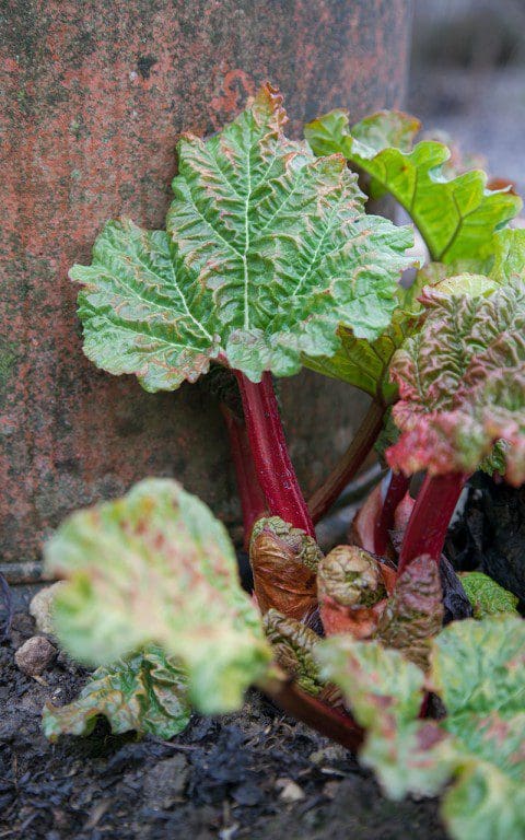 Rhubarb 'Timperley Early'. Photo: Huw Morgan