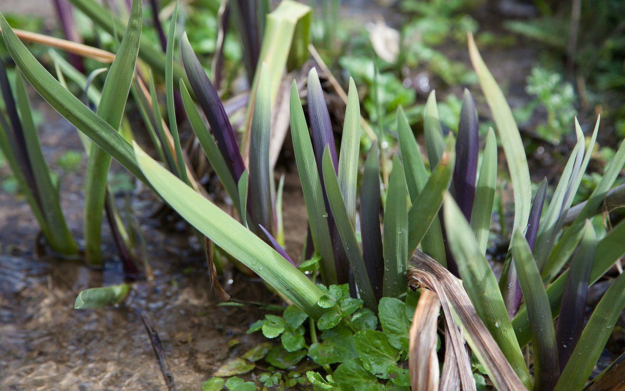 Iris x robusta 'Dark Aura. Photo: Huw Morgan