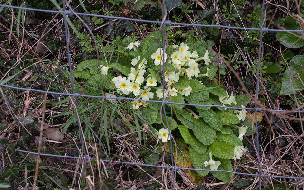 Primrose (Primula vulgaris). Photo: Huw Morgan