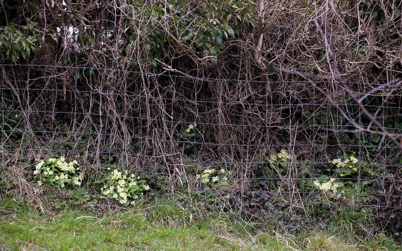 Colony of primrose at Dan Pearson's Somerset property. Photo: Huw Morgan