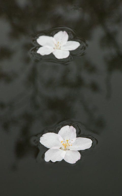 Prunus x yedoensis. Photo: Huw Morgan