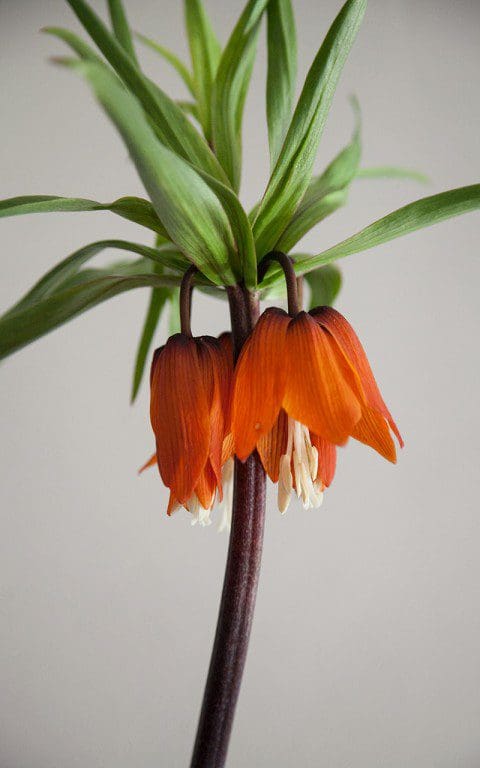 Fritillaria imperiali 'Maxima Rubra'. Photo: Huw Morgan