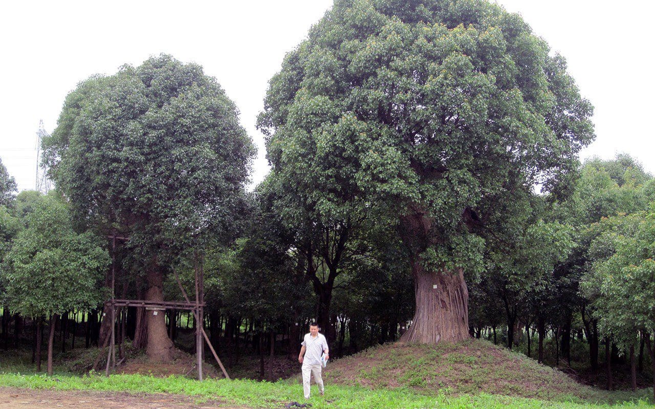 Ancient camphor trees rescued for the Shanghai Amanyangyun resort