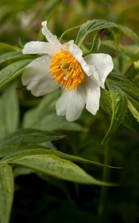 Paeonia emodii 'Late Windflower'. Photo: huw Morgan