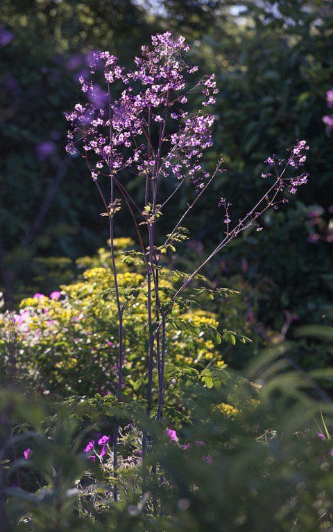Thalictrum rochebruneanum in Dan Pearson's Somerset garden. Photo: Huw Morgan