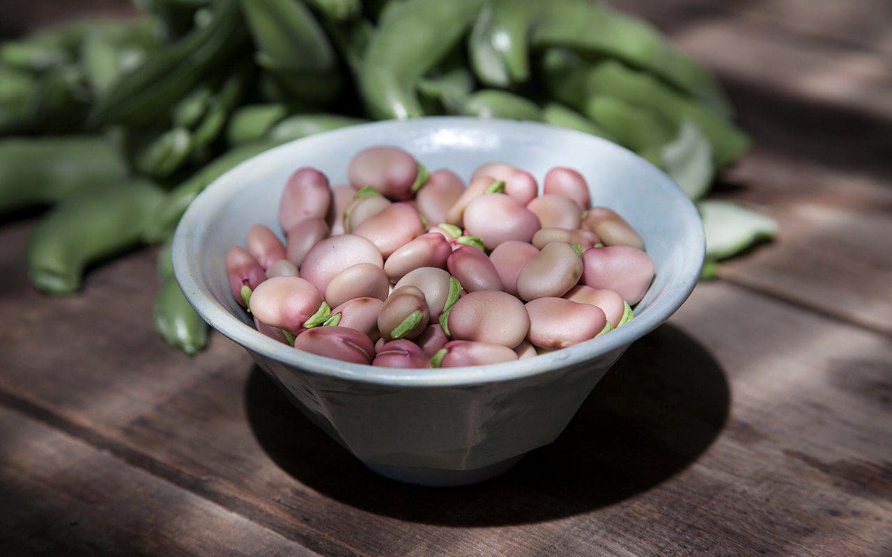 Broad Bean 'Karmazyn'. Photo: Huw Morgan