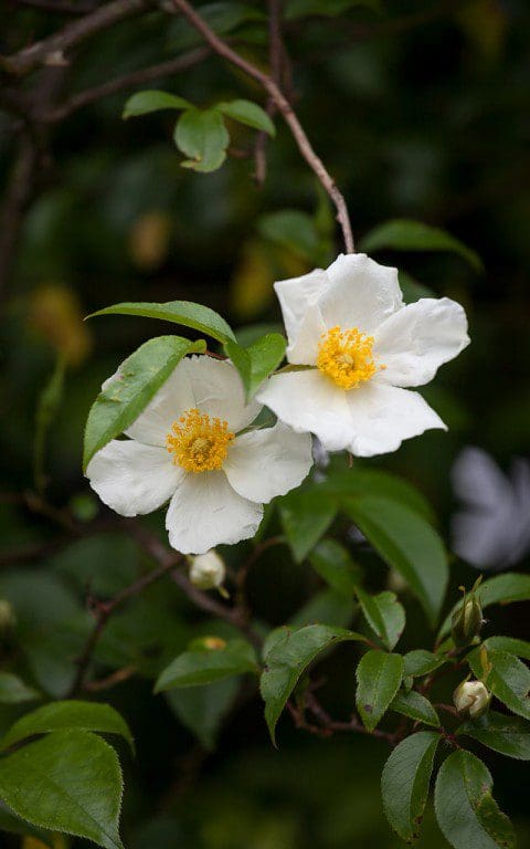 Rosa 'Cooperi' (Cooper's Burmese Rose) . Photo: Huw Morgan