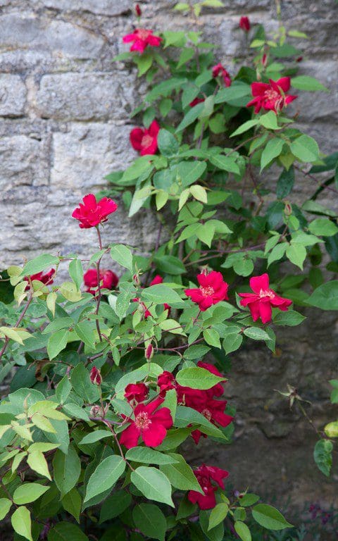 Rosa x odorata 'Bengal Crimson'. Photo: Huw Morgan