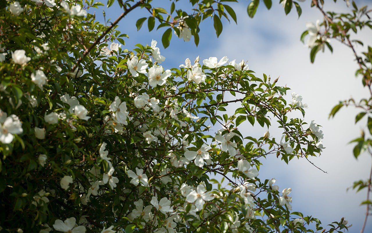 Rosa 'Cooperi' (Cooper's Burmese Rose) . Photo: Huw Morgan