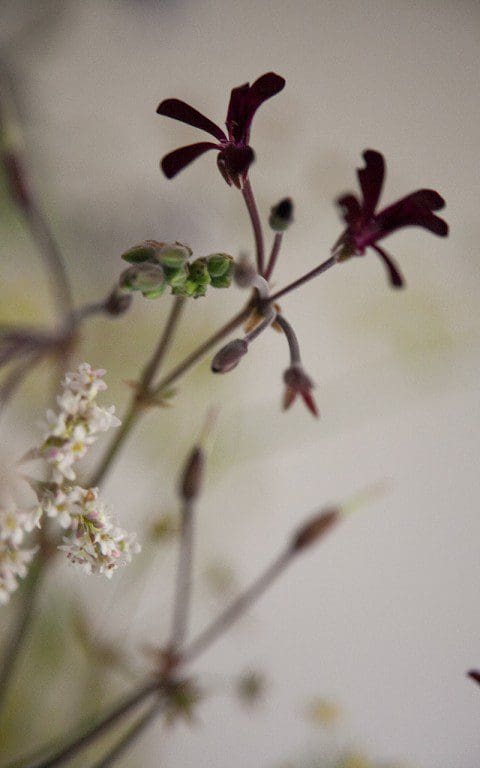 Pelargonium sidoides. Photo: Huw Morgan