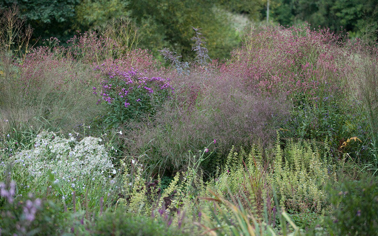 Garden Update – October – Dig Delve – An online magazine about gardens ...