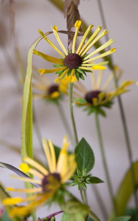 Rudbeckia subtomentosa 'Little Henry'. Photo: Huw Morgan