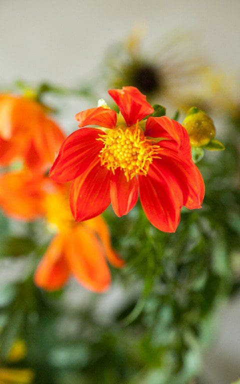 Dahlia coccinea var. palmeri. Photo: Huw Morgan