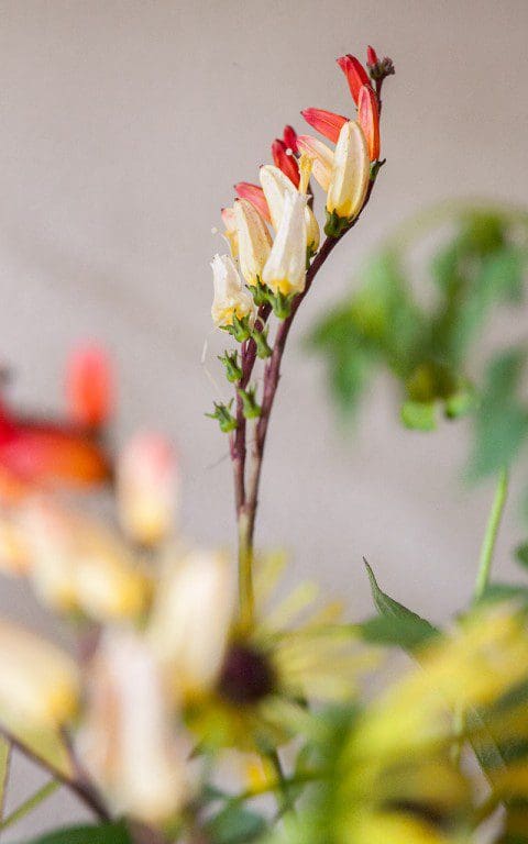 Ipomoea lobata. Photo: Huw Morgan