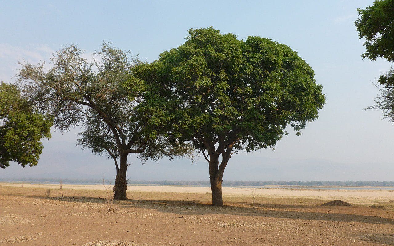 Kigelia pinnata tree