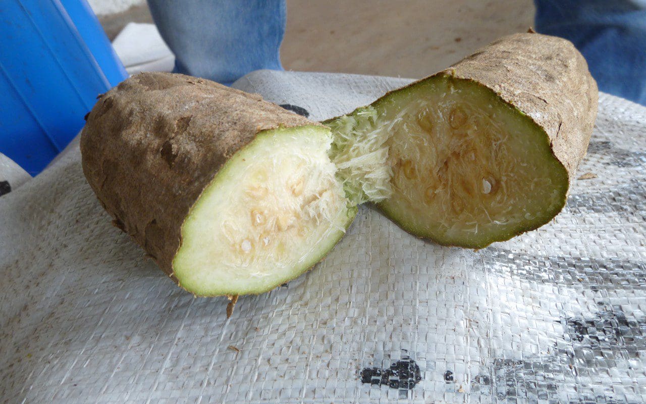 Kigelia pinnata fruit