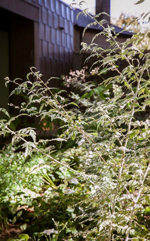 Rubus thibethanus 'Silver Fern' in a planting at the Garden Museum by Dan Pearson. Photo: Huw Morgan