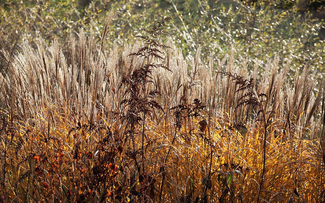 Miscanthus 'Krater' and Astilbe rivularis. Photo: Huw Morgan