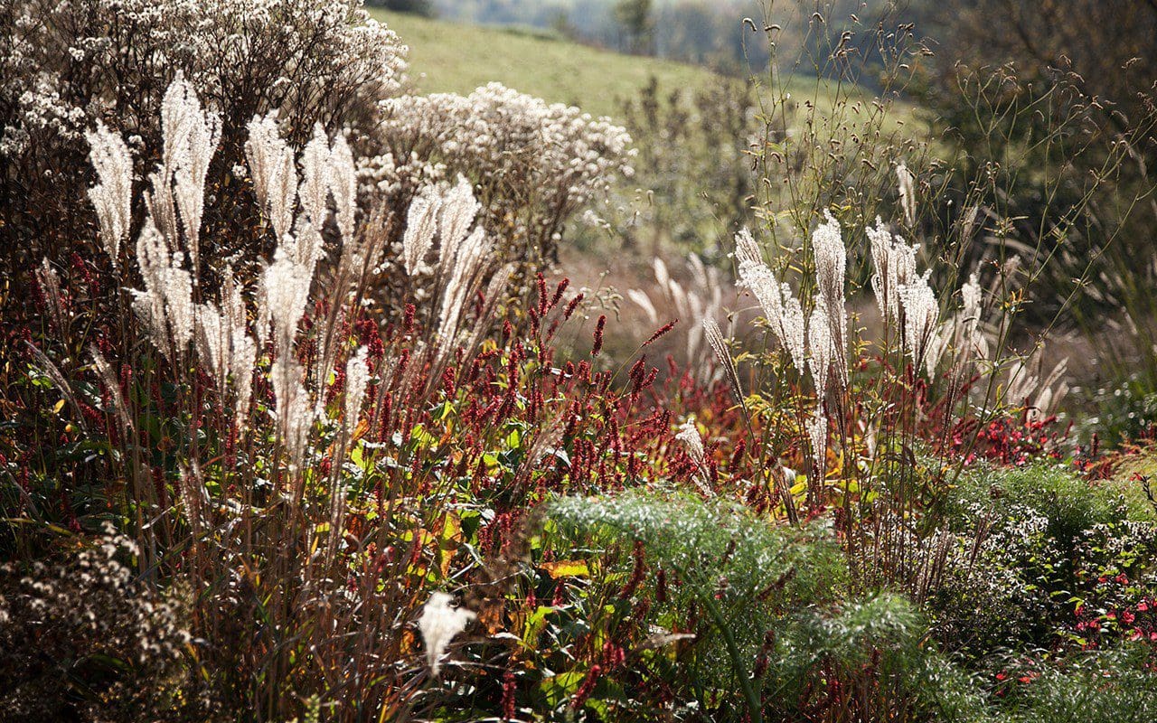 Miscanthus 'Dronning Ingrid' with Persicaria amplexicaulis 'Blackfield', Aster umbellatus and Sanguisorba 'Stand-up Comedian'. Design: Dan Pearson. Photograph: Huw Morgan