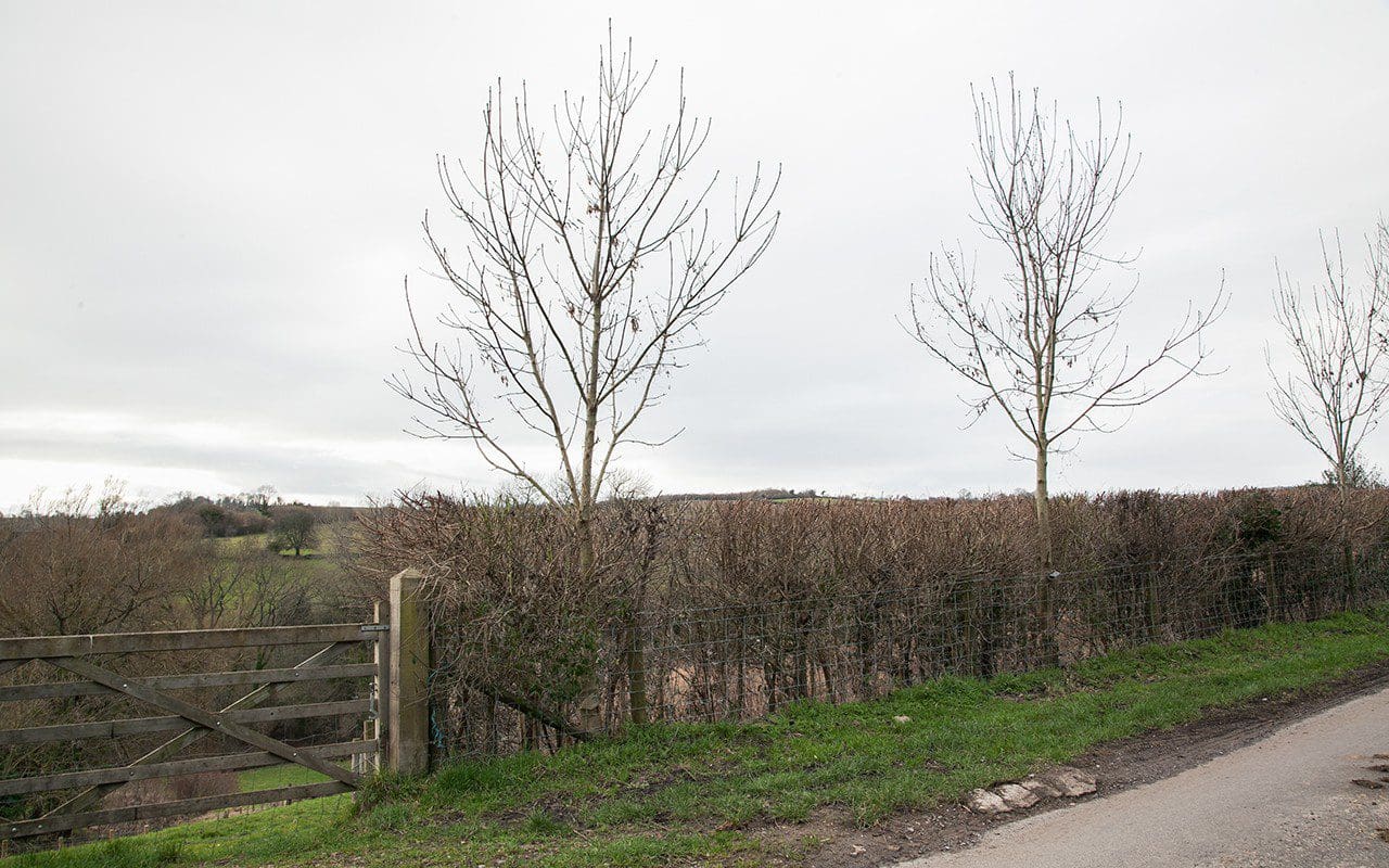 Ash trees planted in the hedge on Dan Pearson's Somerset farm. Photo: Huw Morgan