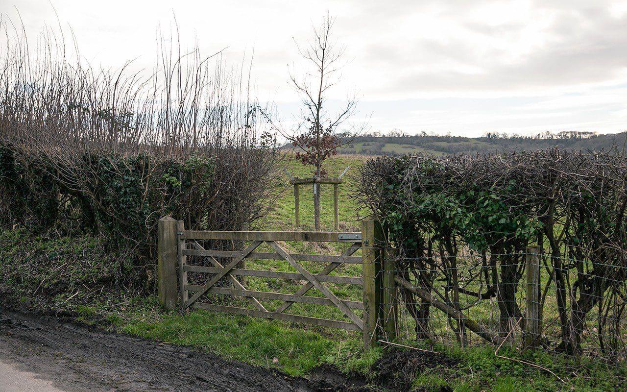 A young oak planted near a gate on Dan Pearson's Somerset farm. Photo: Huw Morgan