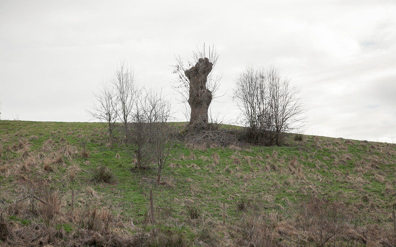 Old ash pollard on Dan Pearson's Somerset farm. Photo: Huw Morgan